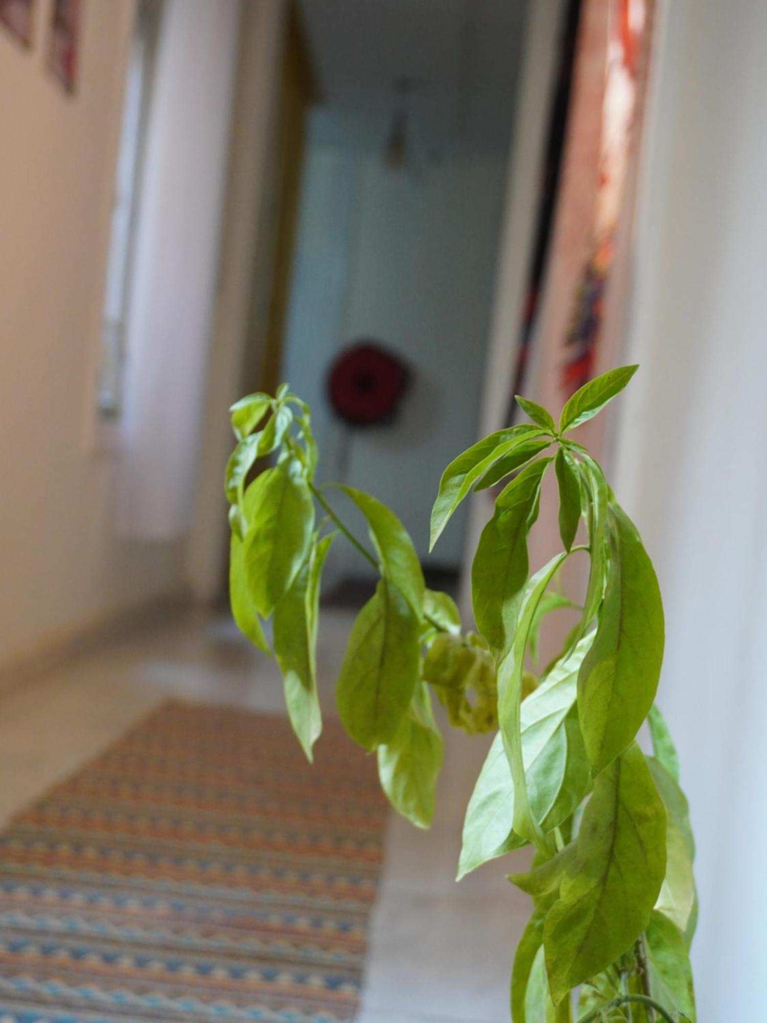 Rhala Hostel Egypt カイロ エクステリア 写真